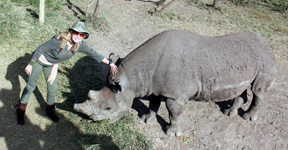 Graphic of Petting a Rhinoceros named Baraka, in Kenya, Africa