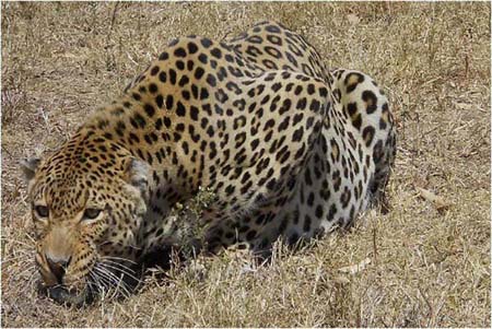 a Picture of a Leopard, in Mohoholo, Kenya