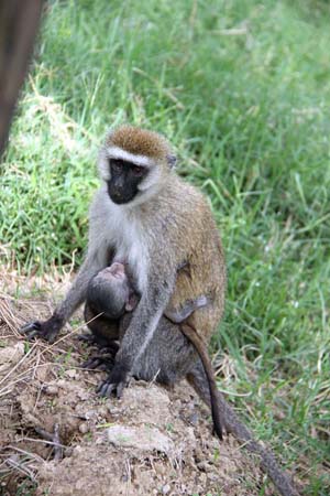 a Picture of a mother and infant ververt monky, Kenya