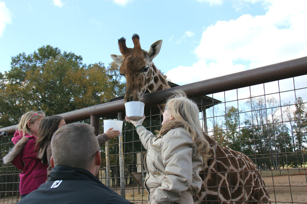 a Picture of Joany feeding a Giraffe at the Lazy 5 Ranch